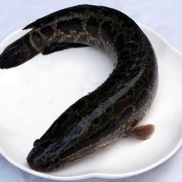 烏魚(yú)