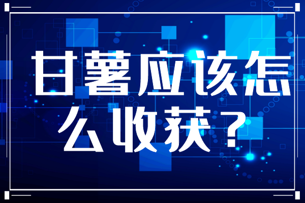 甘薯應(yīng)該怎么收獲？